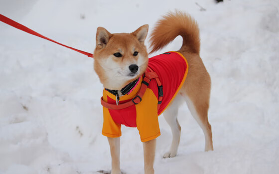 中超联赛中国青年队逆袭 球员拼搏精神感动球迷，中超俱乐部青训