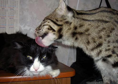 俱乐部管理层稳定性对成绩影响明显，俱乐部型管理风格是什么