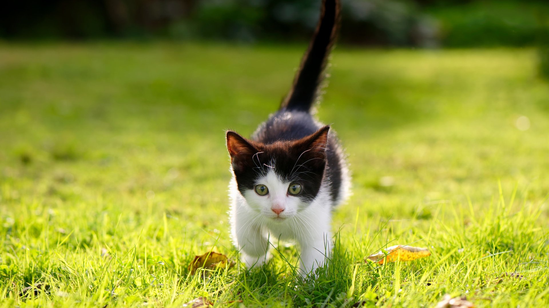 印度乒乓队未来：增强国际交流与训练合作，拓宽发展路径，印度乒乓球厉害吗