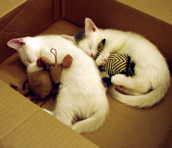 埃及赛制创新：如何平衡赛制改革与传统优势