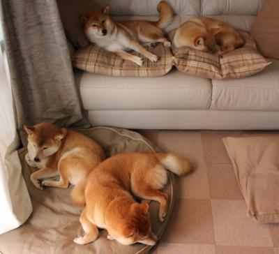 九游下载安装-德国队在国际乒联混合团体世界杯中的赛制挑战与应对，德国乒乓球团体赛名单