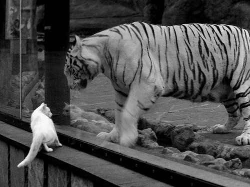 战队联名商品上线首日售罄粉丝消费力惊人，战队商店兑换什么合适