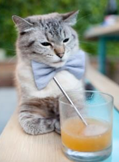 新加坡队在国际乒联混合团体世界杯中的战术布局与执行力，乒乓 新加坡