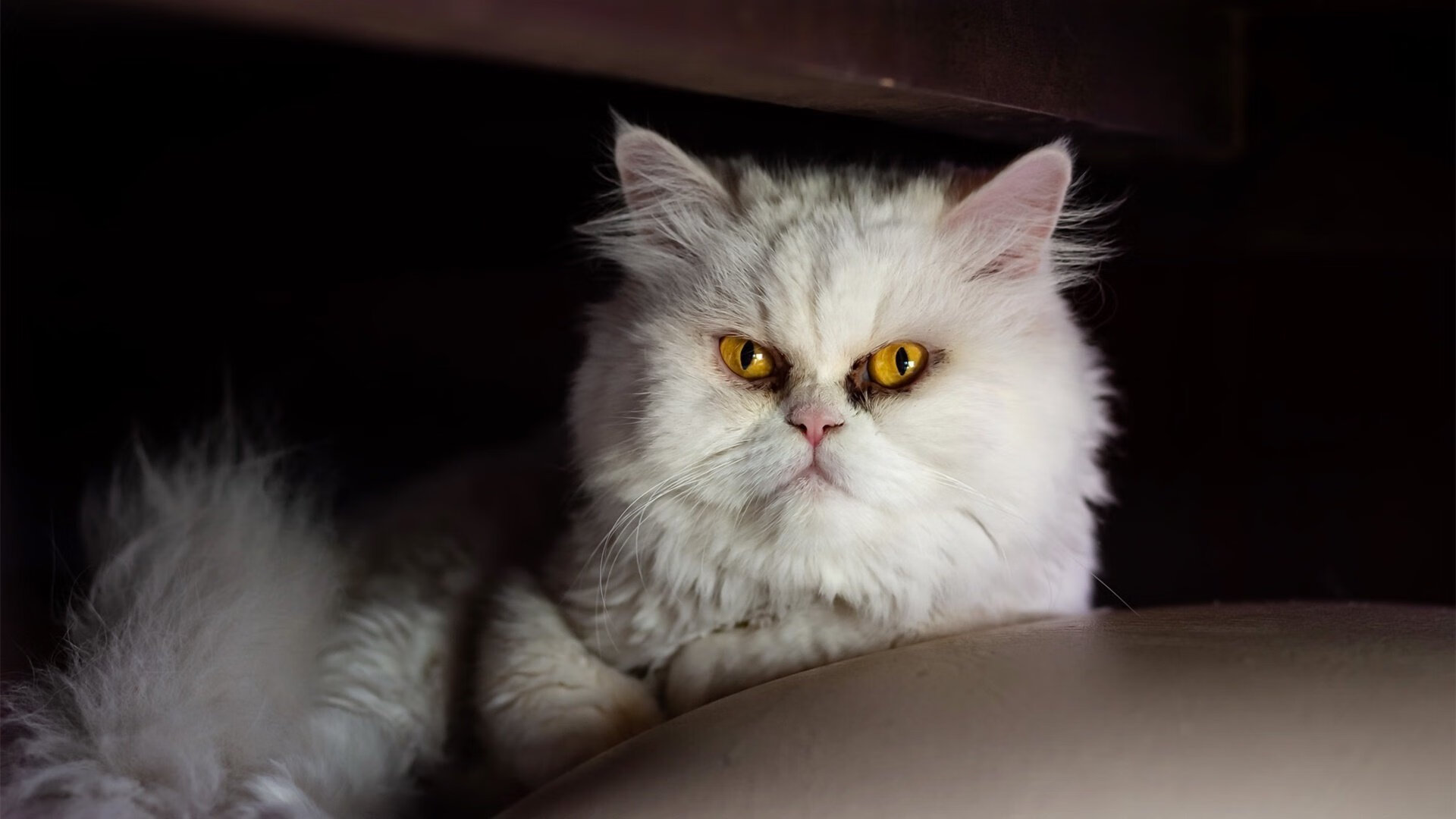 澳大利亚团队赛制调整：如何在团体赛事中整合技术与策略，atp澳大利亚