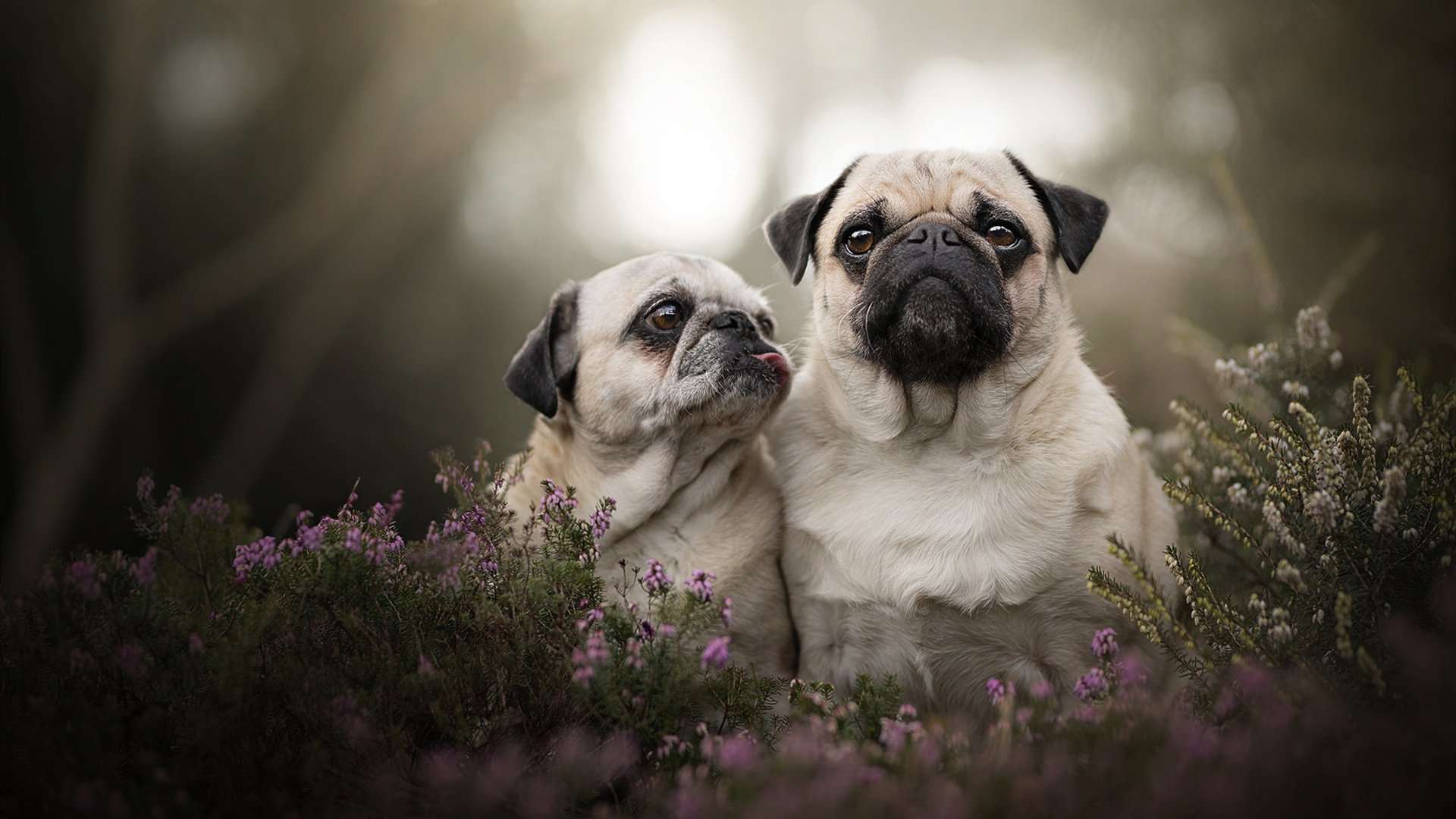 足球换人策略成为媒体热议话题，足球比赛换人规则介绍
