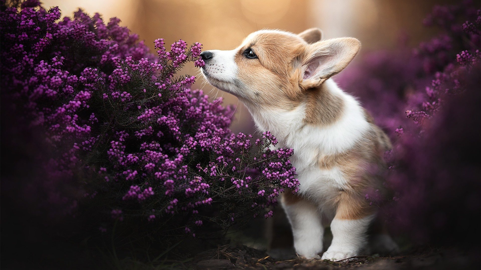 Jiu You-“马科斯·梅特罗：阿根廷美洲狮队的防守铁壁，未来无限可能”