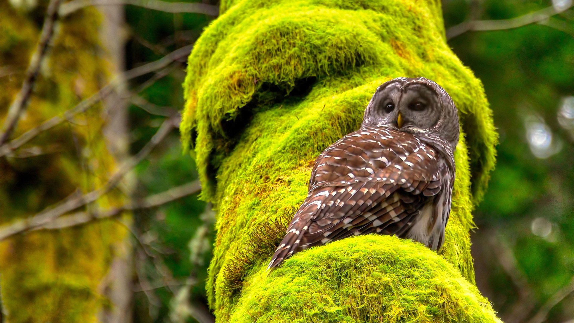 九游体育网页版-中学篮球班开设体测评估系统提升日常训练科学性，高中体育篮球测试成绩标准