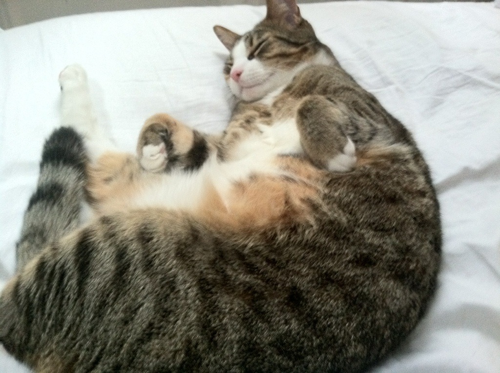 Jiu You-乌拉圭男篮在南美锦标赛中持续升温，目标更向奥运发起冲击，乌拉圭 男篮