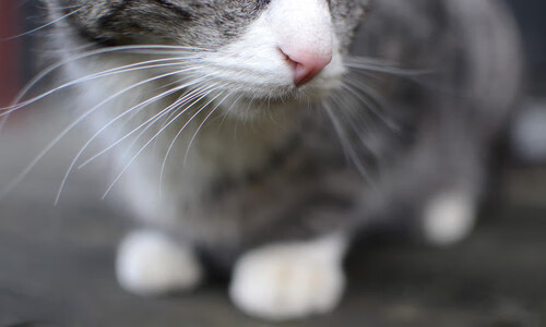 女子橄榄球或率先实现商业独立，女子橄榄球叫什么